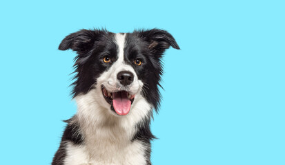 Happy Border Collie dog panting on blue background