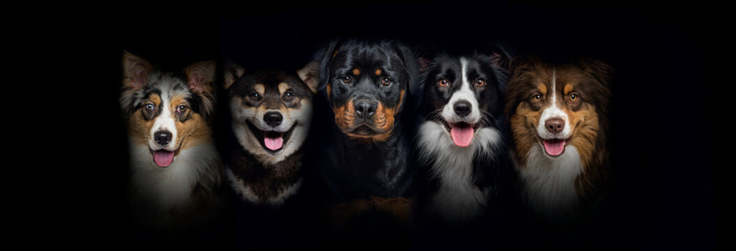 head shot of a group of dogs together on black background