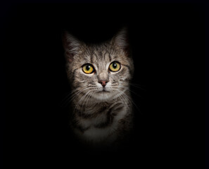 Portrait of a Grey stripped Tabby mixed-breed cat on black