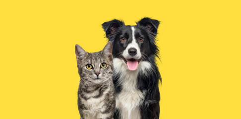 Grey striped tabby cat and a border collie dog with happy expression together on yellow background, banner framed looking at the camera - obrazy, fototapety, plakaty