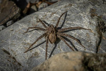 Giant spider crawing on hand!