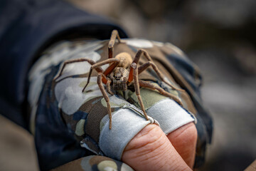 Giant spider crawing on hand!