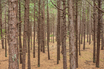 Nadelwald auf der Nordseeinsel Terschelling