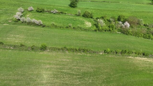 Green Fields in the Spring Season  Drone Photo, Gerze Sinop, Turkey