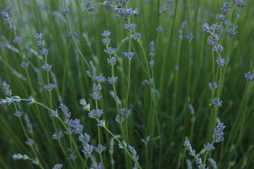 Many beautiful blooming lavender plants growing in field, closeup