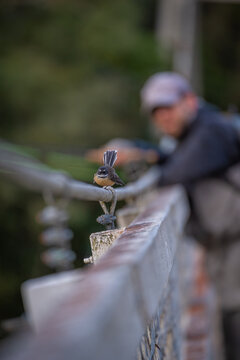 New Zealand Native Fantail