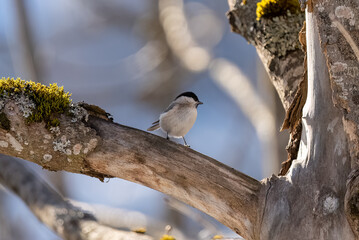 Bird on a branch. Bigia Tit. Gray tit. Tit jumping on the branches.