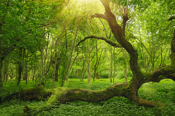 Picturesque view of tranquil park with green plants and fallen tree