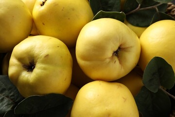 Fresh ripe organic quinces with leaves as background, closeup