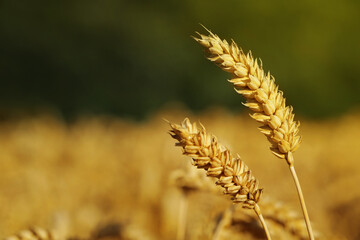 Ears of wheat in field, closeup. Space for text