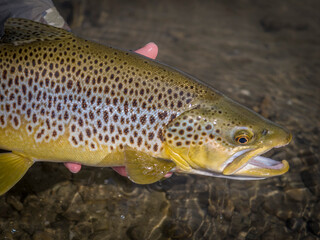 Brown trout caught fly fishing
