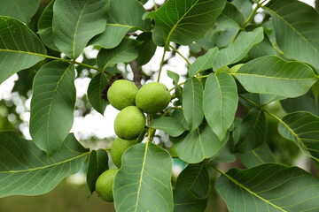 Green unripe walnuts on tree branch outdoors