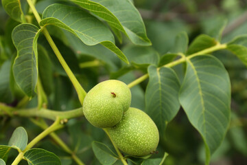 Green unripe walnuts on tree branch, closeup