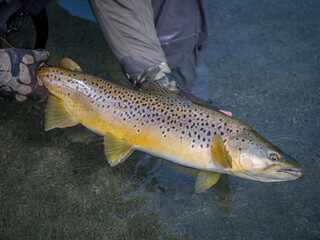 Brown trout caught fly fishing
