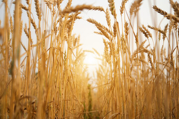 Ripe wheat growing in the field, close-up. Wheat ears on sunny sky background, selective focus. Copy space.
