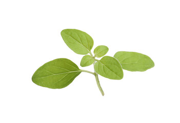 Naklejka na ściany i meble Aromatic green marjoram sprig isolated on white. Fresh herb