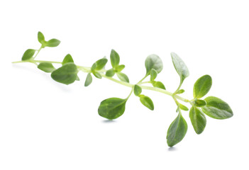 Aromatic green marjoram sprig isolated on white. Fresh herb