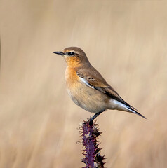 Wheatear