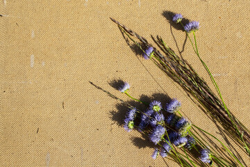 bunch of lavender flowers