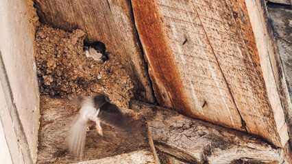 Nid d'hirondelles avec petit. © catalyseur7