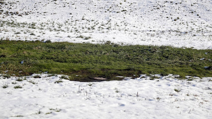 A lawn with green grass grows in the middle of the snow