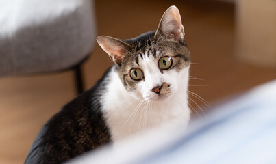 見つめる猫　キジトラ白