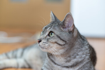 見つめる猫　サバトラ猫