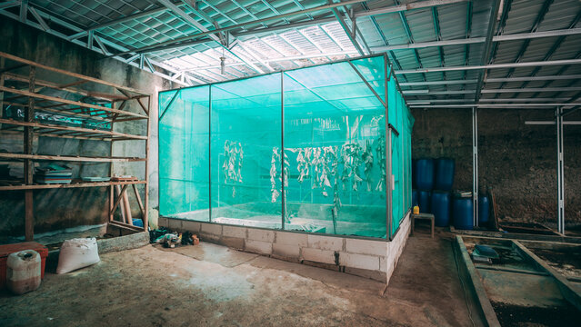 The construction of the BSF fly cage can use a framework (bendrat, wire, wood) or without a framework equipped with a net cover. Banana leaves, angler biotong, drinking containers, shelves for pre-pup