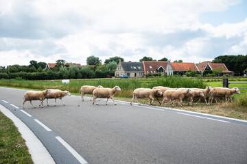 Schafe einer Schafherde überqueren eine Straße auf der Nordseeinsel Terschelling