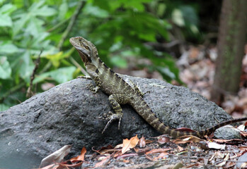 Water dragon lizard reptile sitting on a rock
