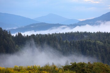 Misty forests in Carinthia, Austria. Nature in Austria.