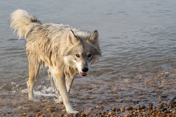 Grey wolf on the beach