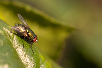 closeup of a fly on a leaf