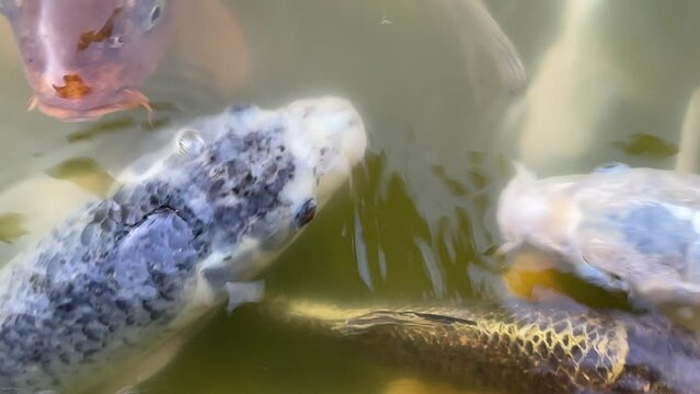 Kois, Koikarpfen in einem Teich.