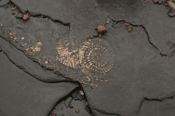 Ancient fossils in the stones of Kilve beach in England © Y.Skybyk