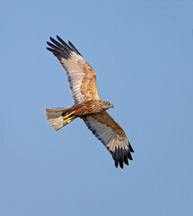 Marsh Harrier, male