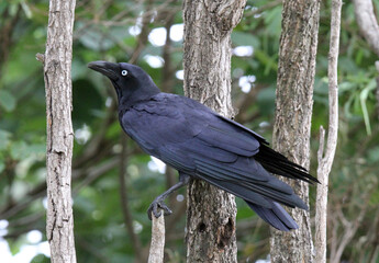 Torresian crow bird sitting on a tree in a forest