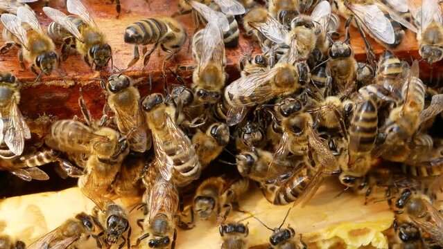 Many bees crawl on a wooden frame with wax and honey inside a beehive in the apiary. Honey production. Macro photography. Production of natural environmentally friendly bee honey
