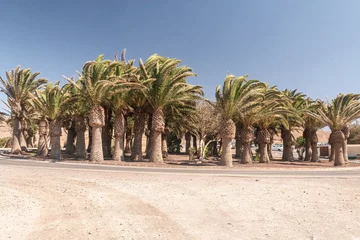 Rolgordijnen Palmen vor Ajuyy © Michael
