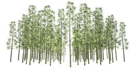 3d render illustration. Bamboo forest isolated on a white background.