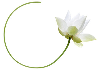 Lotus blanc à tige courbe, fond blanc 