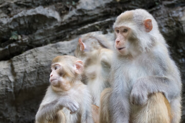 mother monkey and baby