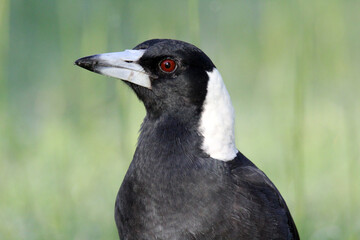 Close up portrait of an Australian magpie bird with grass in the background