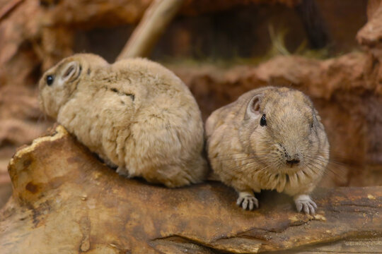 Close-up on gundi. Gundi is a genus of rodents in the comb-toed family.