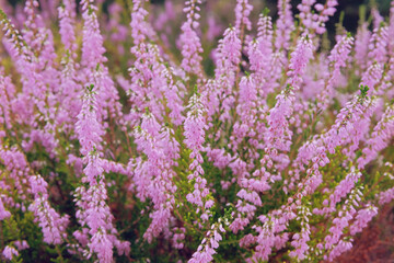Obraz premium Purple pink common heather. Calluna vulgaris. Landscape plant heather. Nature floral background.