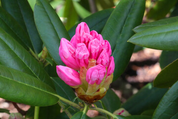A red flowering rhododendron bud in the park in the spring.