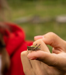 grasshopper on a hand