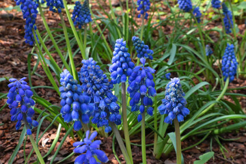 Close-up of the blossoming Armenian Muskari in the park.