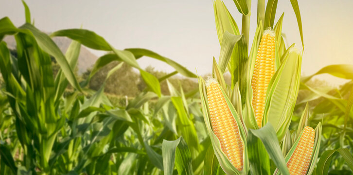 Sweet corn seeds and green leaves at Corn field in 3D illustration background. of free space for your texts and branding.