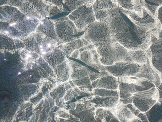 Fish in the sea of ​​Cala Mariolu Sardinia
